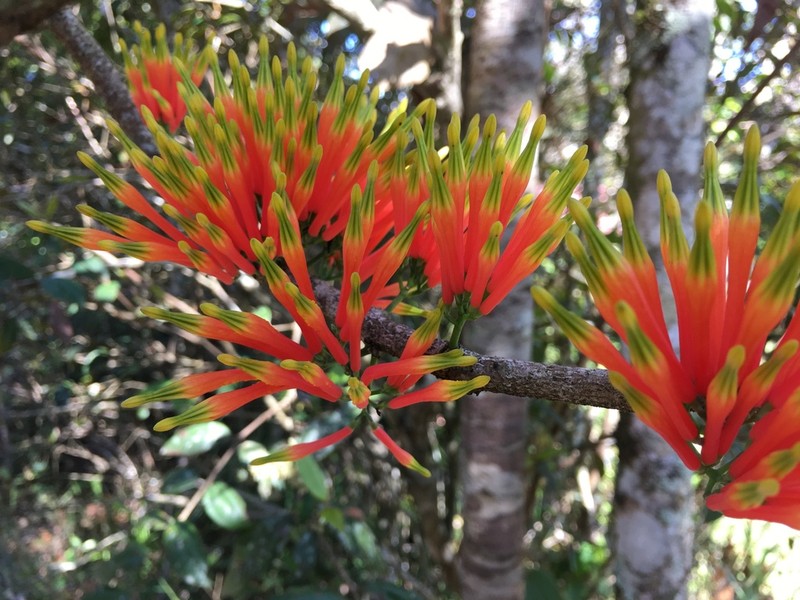 Amylotheca subumbellata