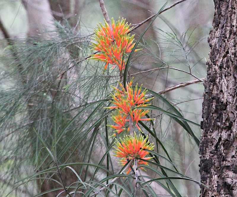 Amylotheca subumbellata photo 2