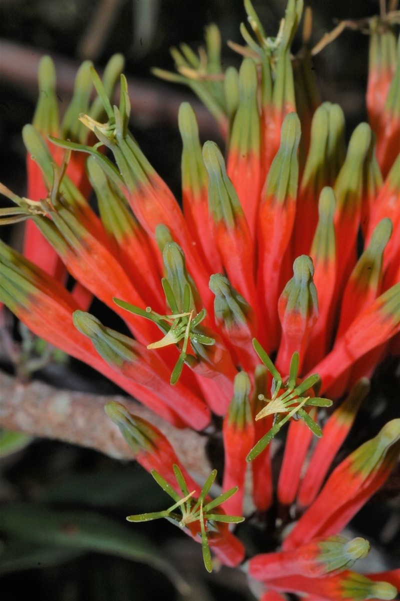 Amylotheca subumbellata photo 3