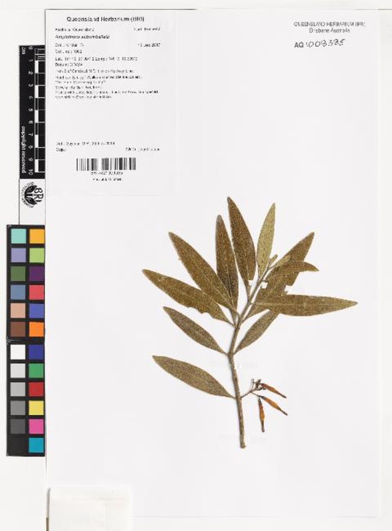 Amylotheca subumbellata photo 6