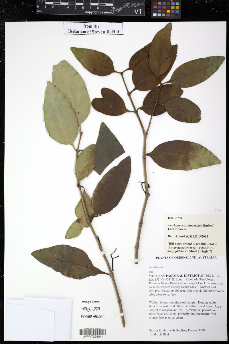 Amylotheca subumbellata photo 7
