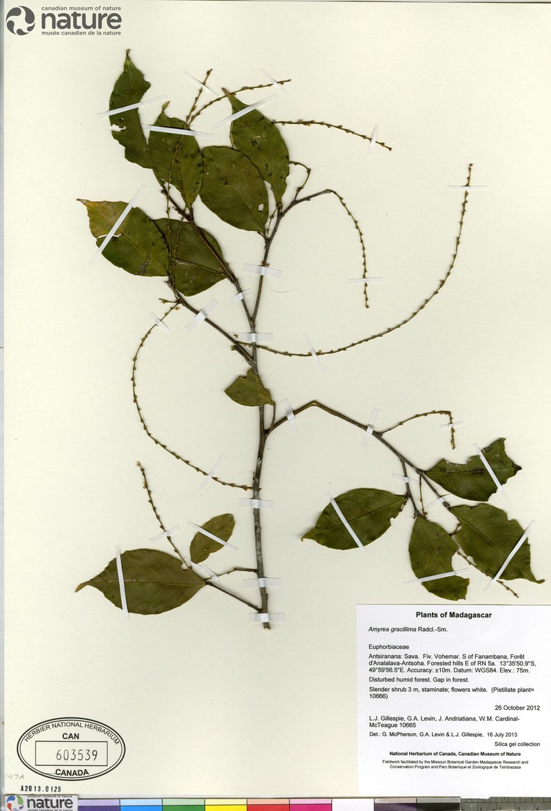 Amyrea gracillima
