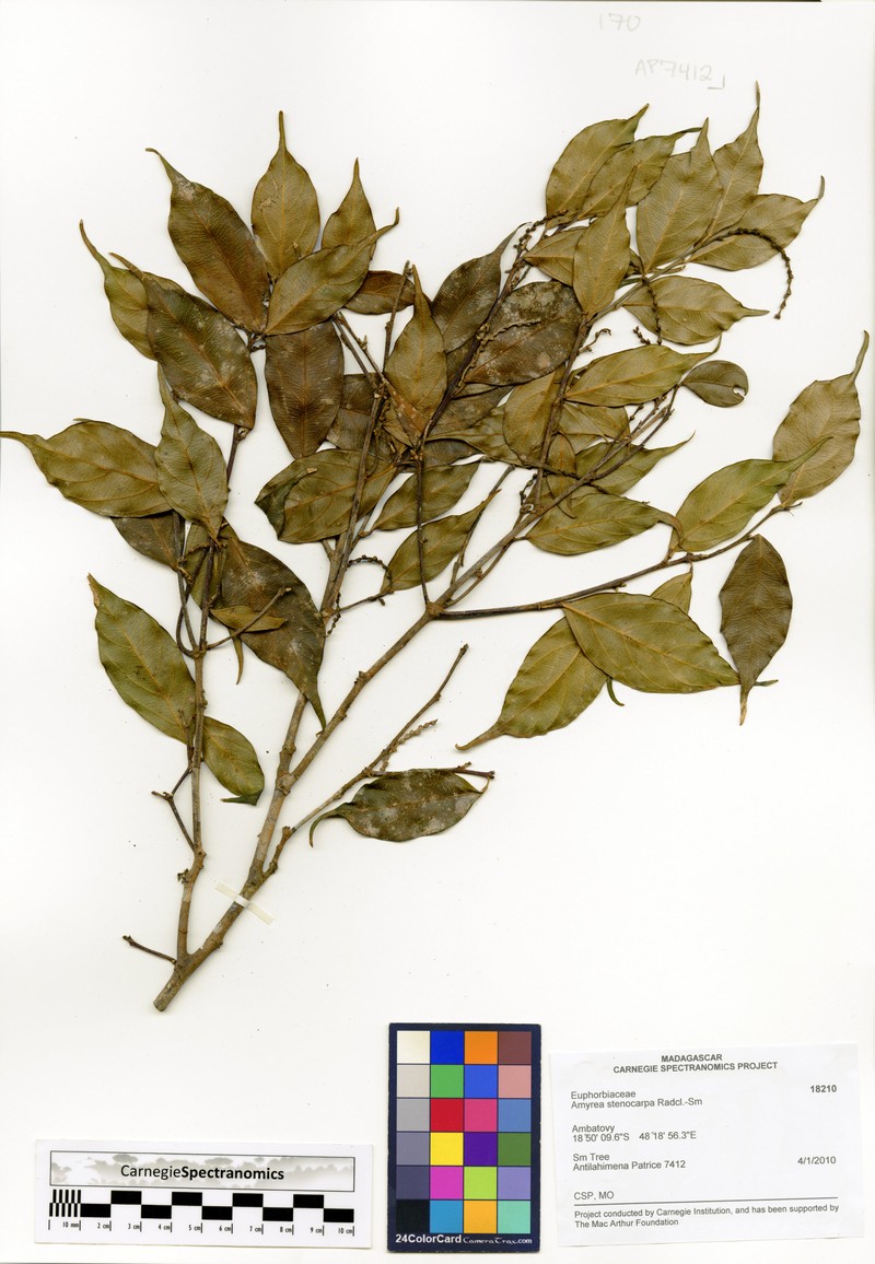 Amyrea stenocarpa