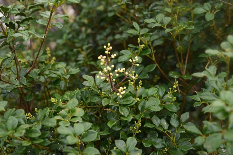 Amyris apiculata photo 2