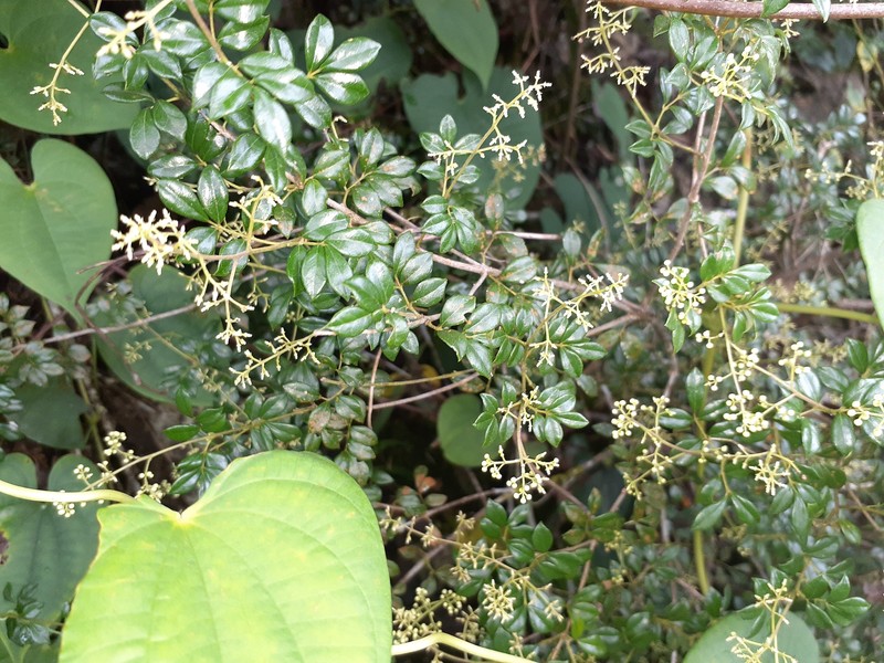 Amyris apiculata photo 4