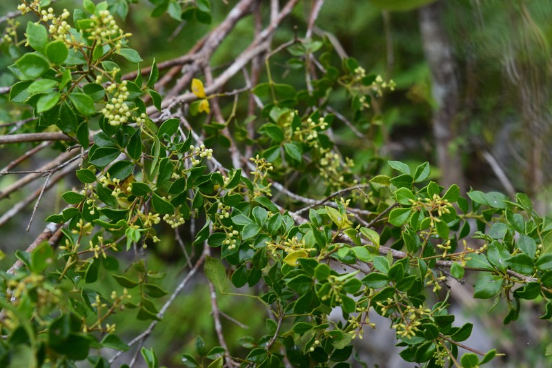 Amyris apiculata photo 5