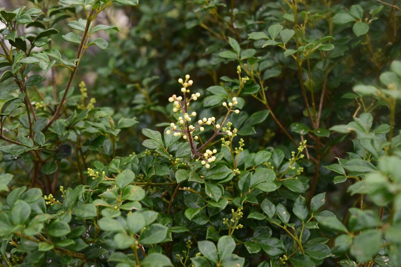 Amyris apiculata photo 6