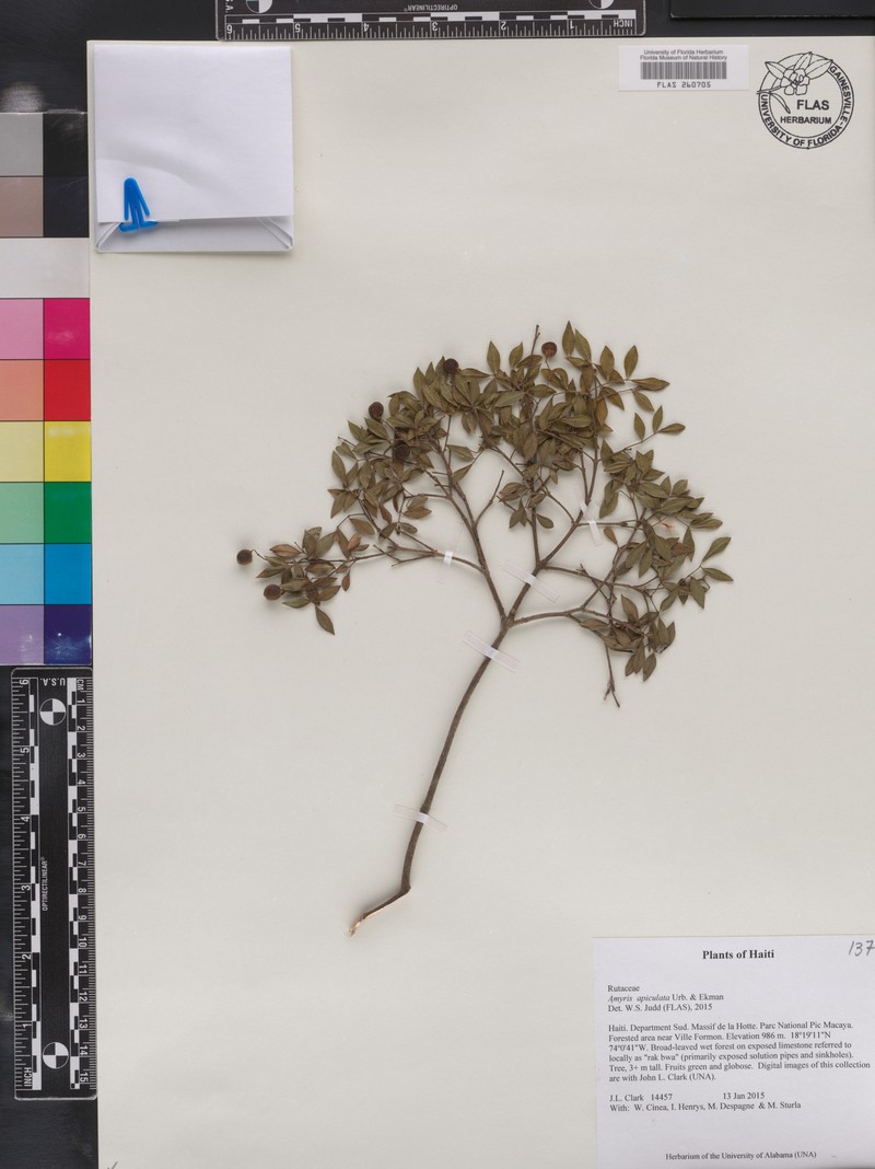 Amyris apiculata photo 7