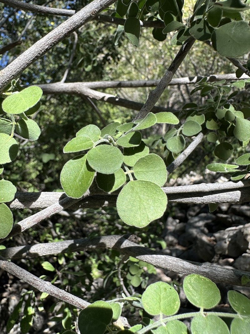 Amyris carterae photo 5