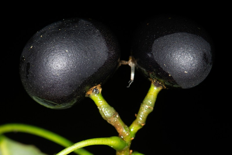 Amyris centinelensis