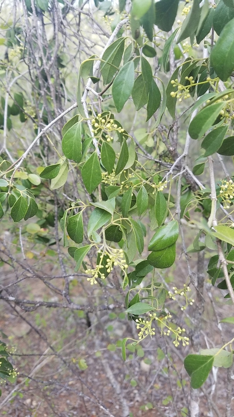 Amyris granulata