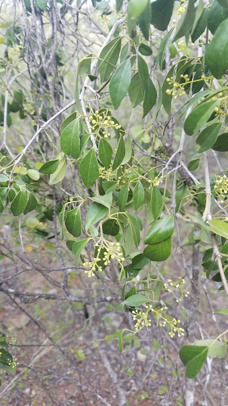 Amyris granulata photo 2