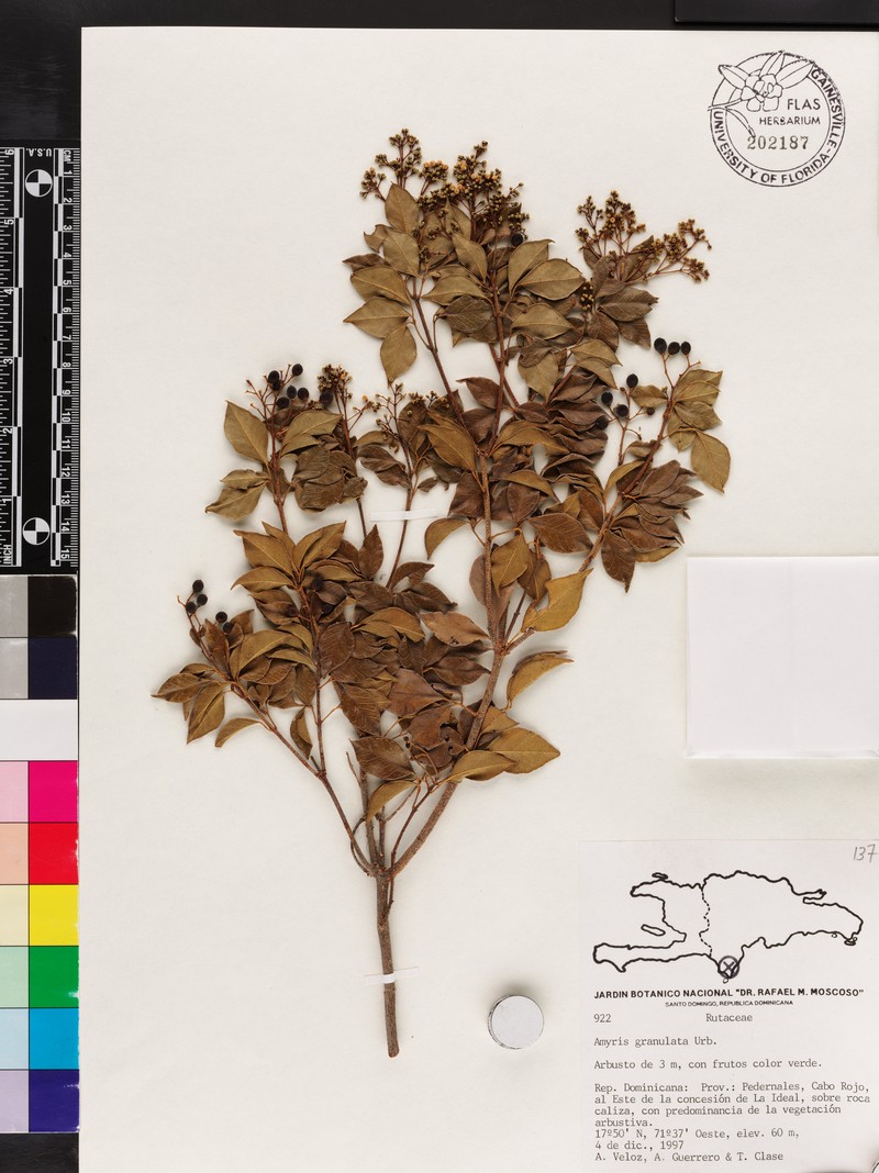 Amyris granulata photo 3