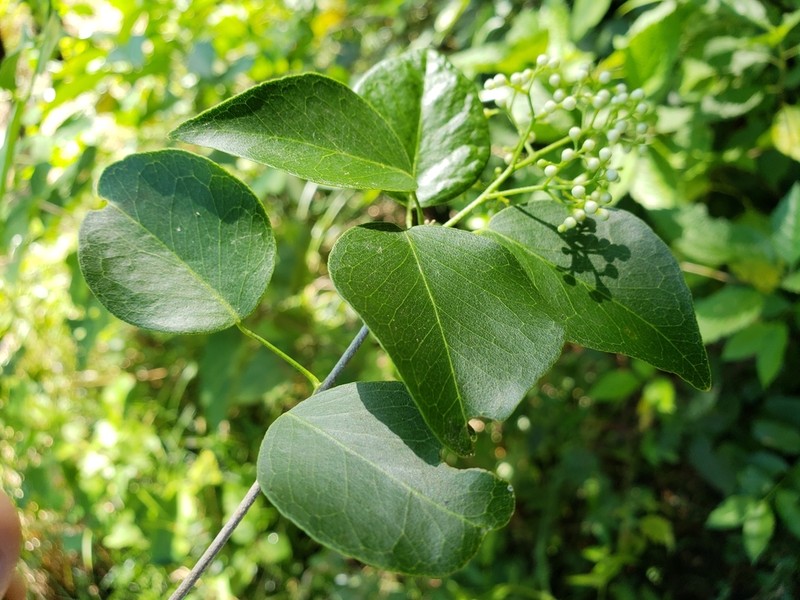 Amyris ignea