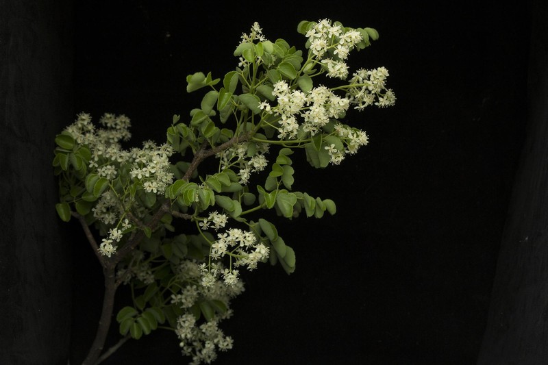 Amyris jorgemeavei