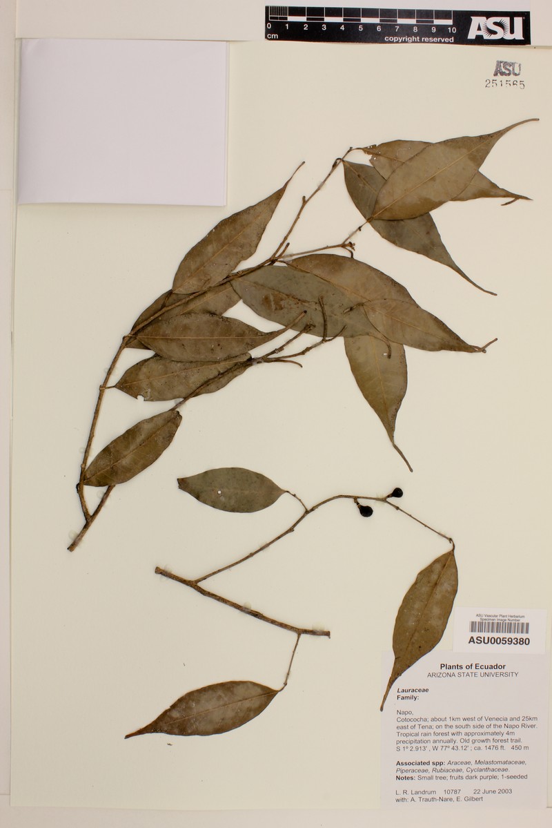 Amyris macrocarpa