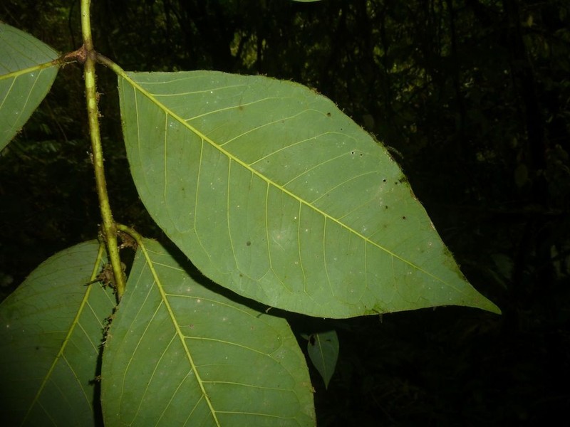 Amyris magnifolia