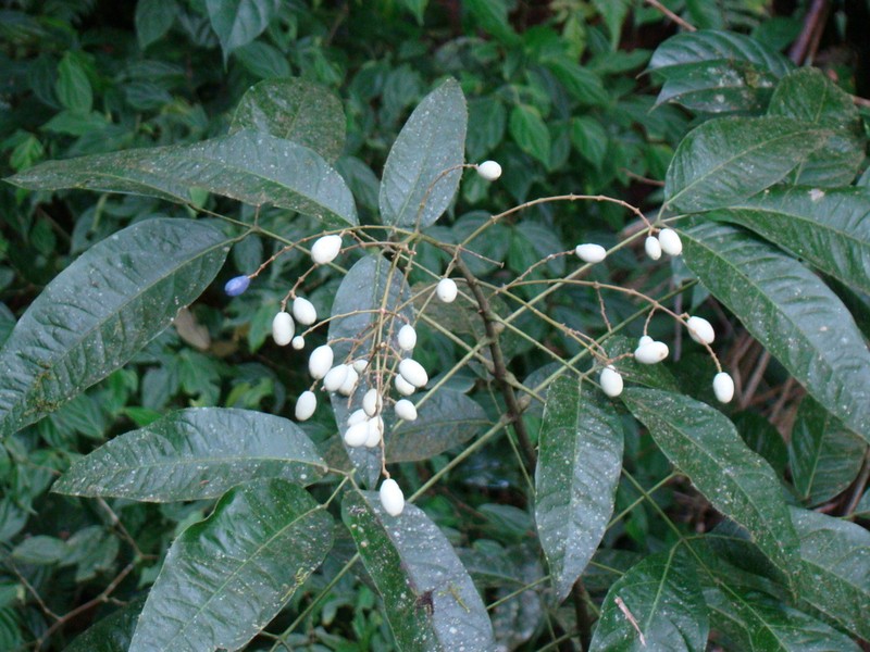 Amyris pinnata