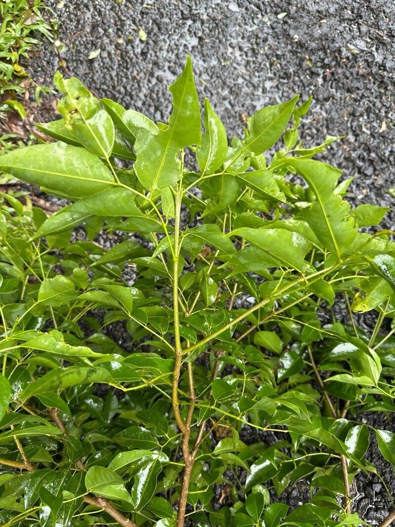 Amyris pinnata photo 2