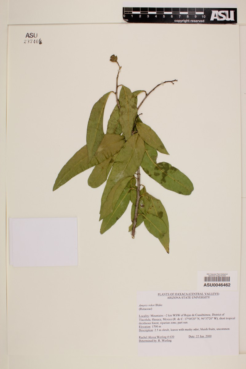 Amyris rekoi