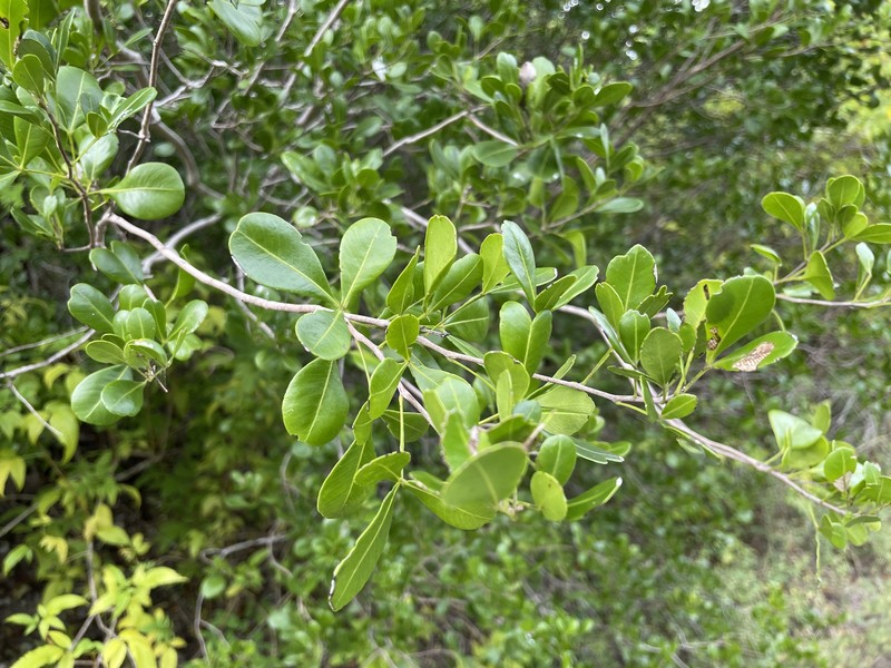 Amyris robinsonii photo 3