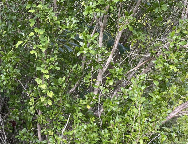 Amyris robinsonii photo 4