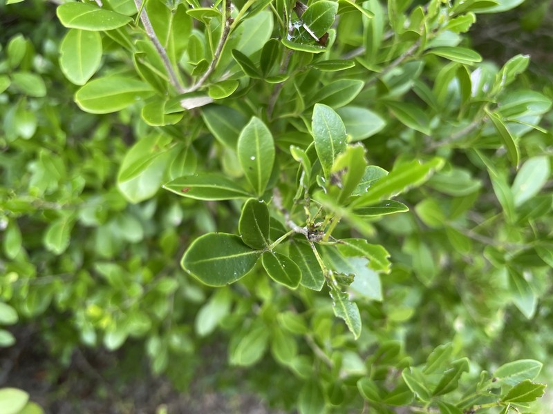 Amyris robinsonii photo 5