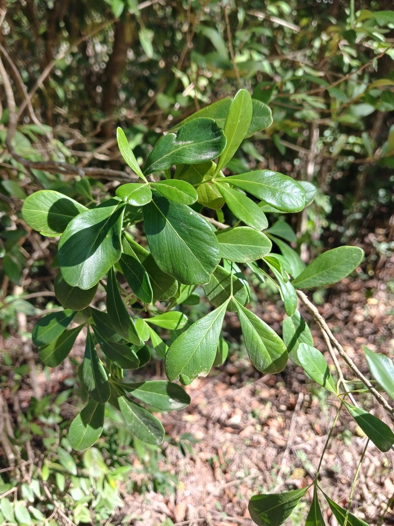 Amyris robinsonii photo 6