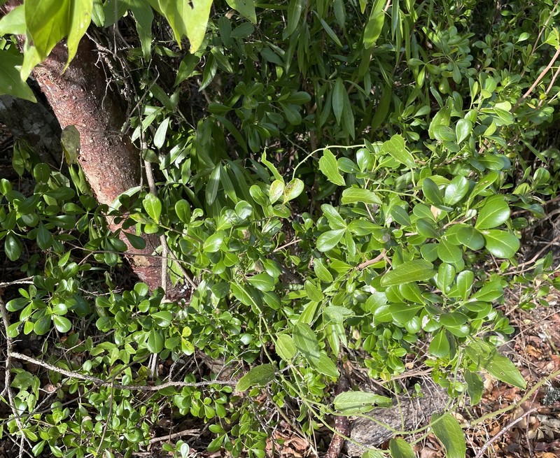 Amyris robinsonii photo 7