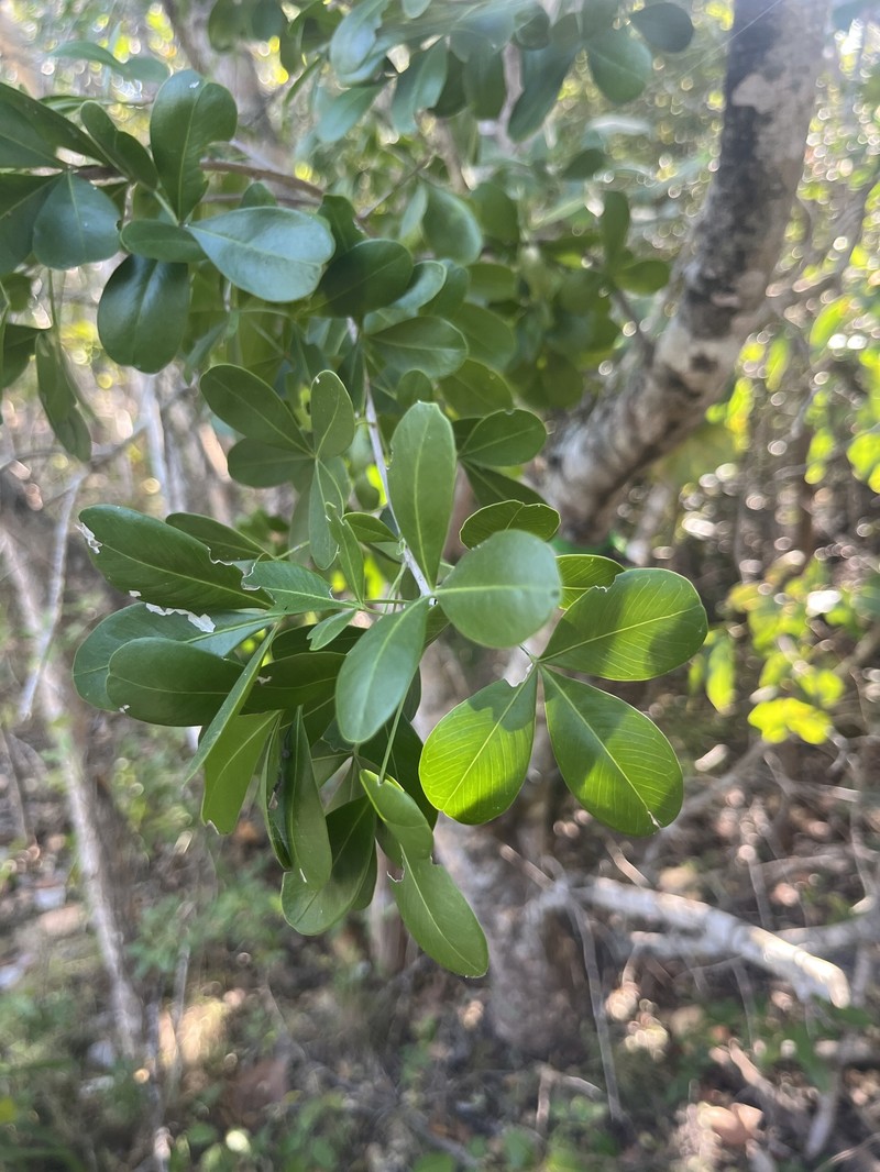 Amyris robinsonii photo 8