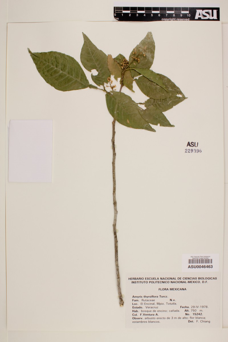 Amyris thyrsiflora