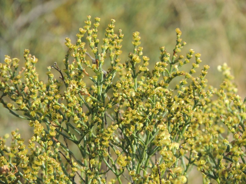 Anabasis aphylla