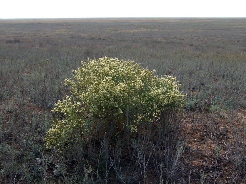 Anabasis aphylla photo 3