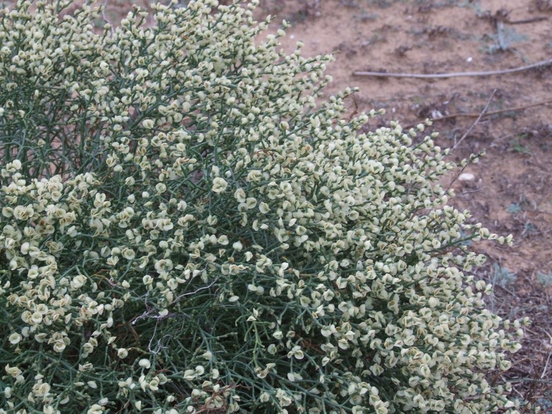 Anabasis aphylla photo 4