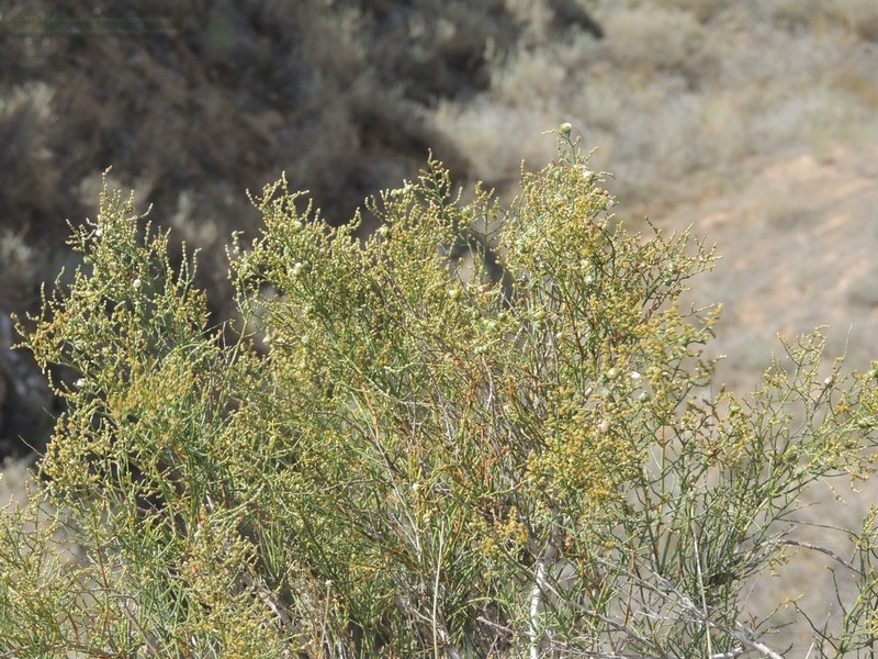 Anabasis aphylla photo 5