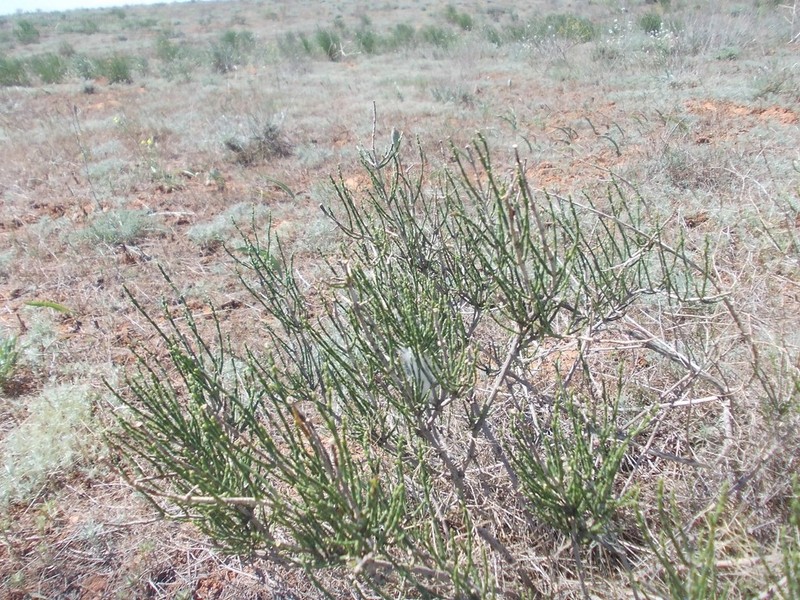 Anabasis aphylla photo 6