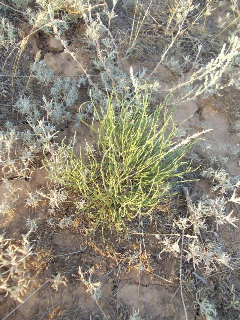 Anabasis aphylla photo 7