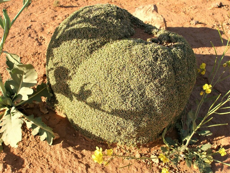Anabasis aretioides