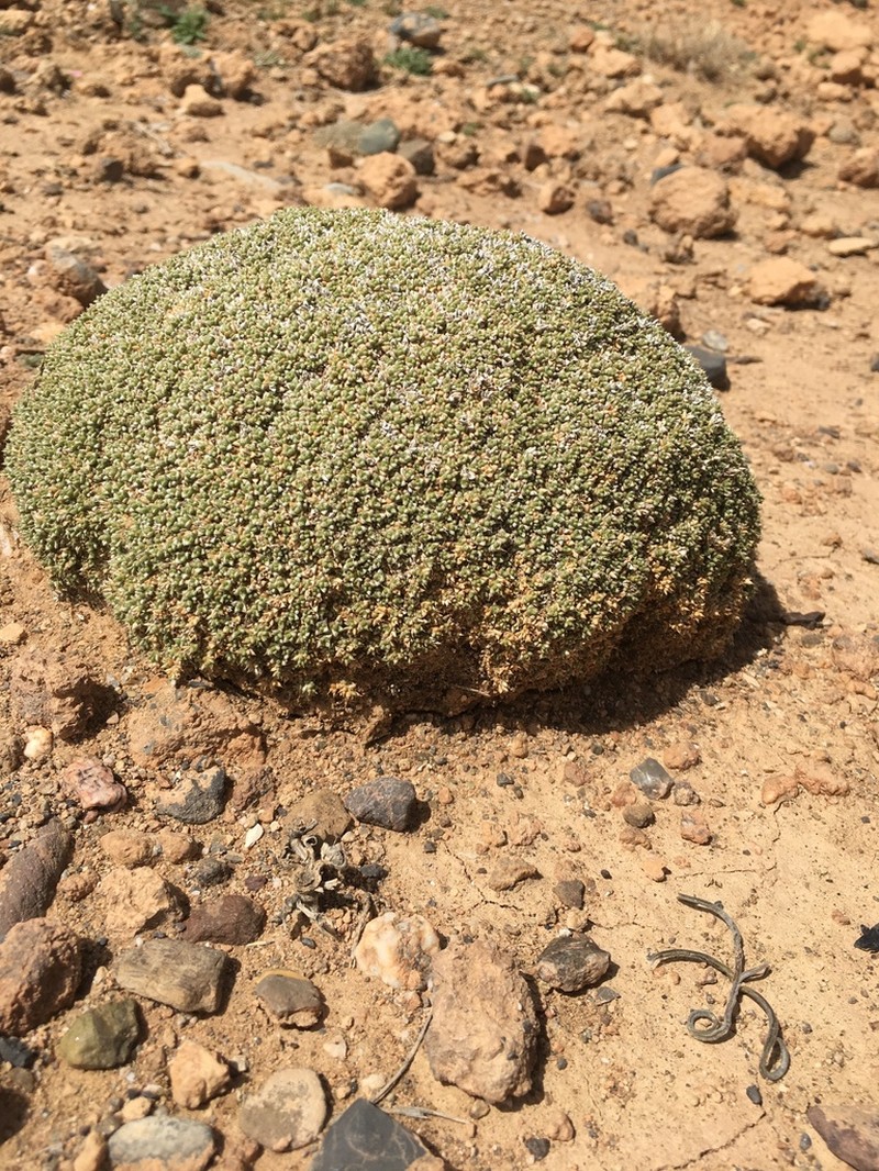 Anabasis aretioides photo 2