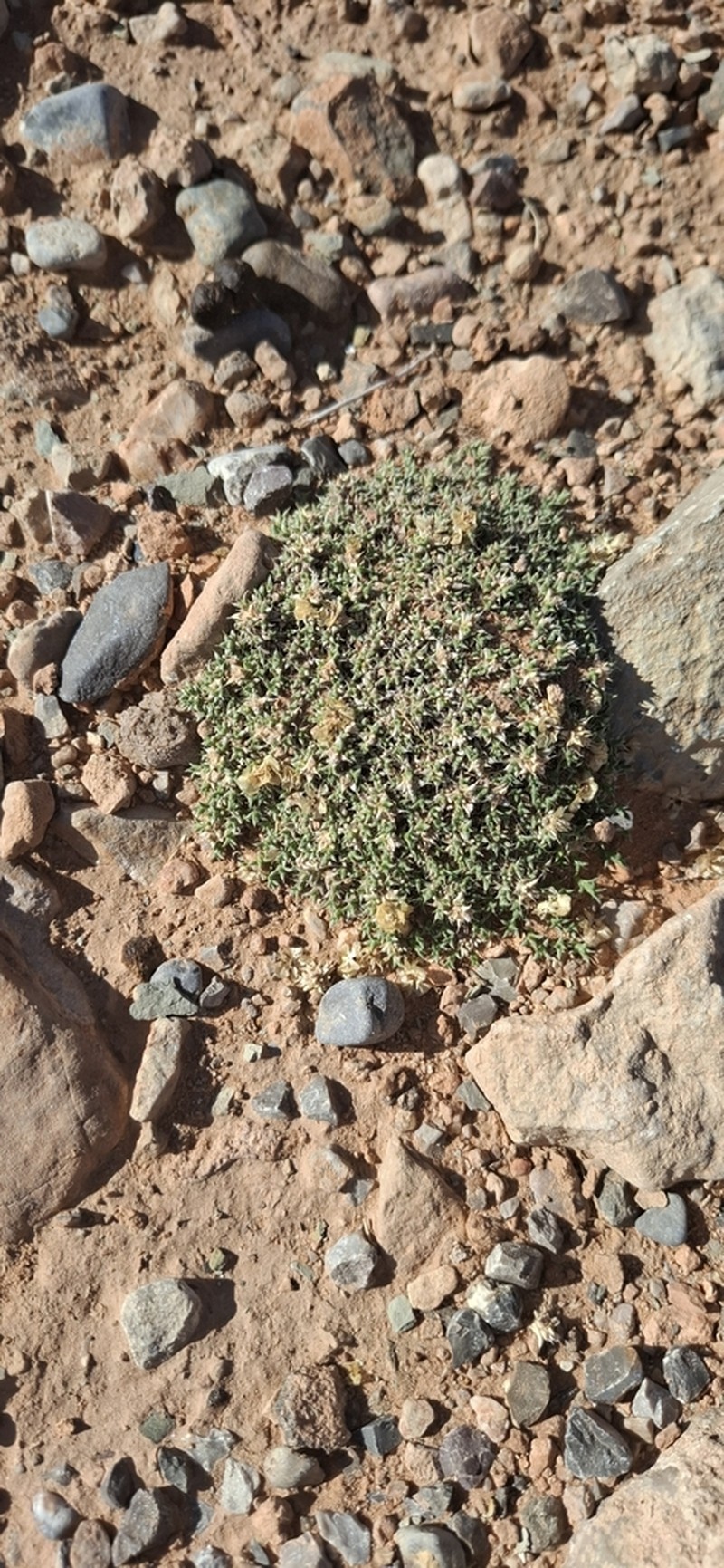 Anabasis aretioides photo 3