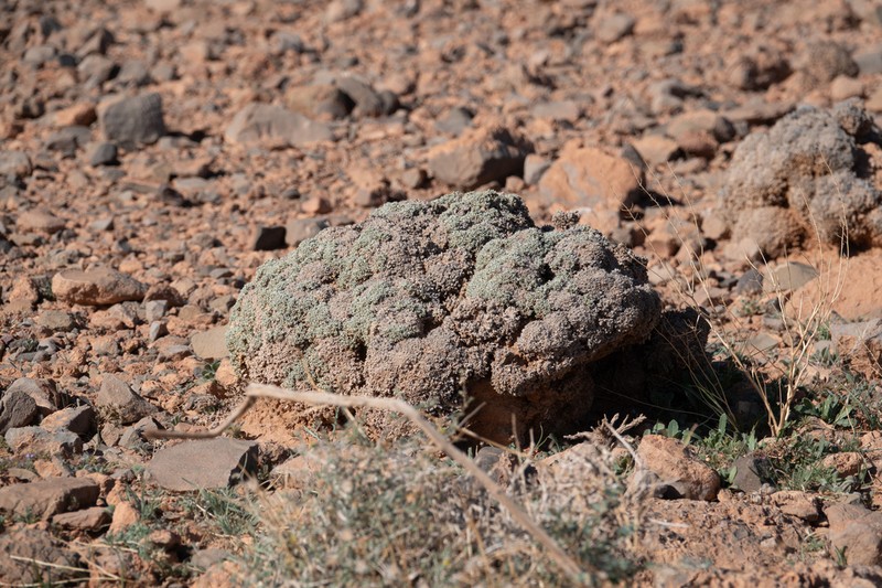 Anabasis aretioides photo 4