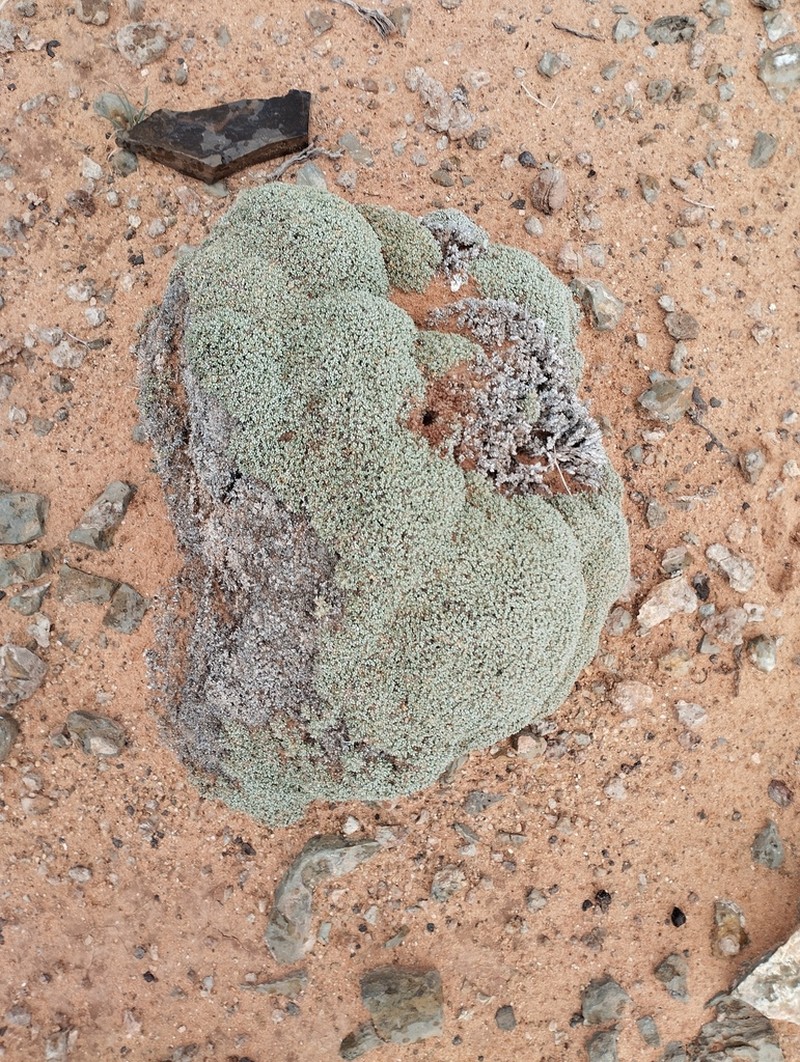 Anabasis aretioides photo 5