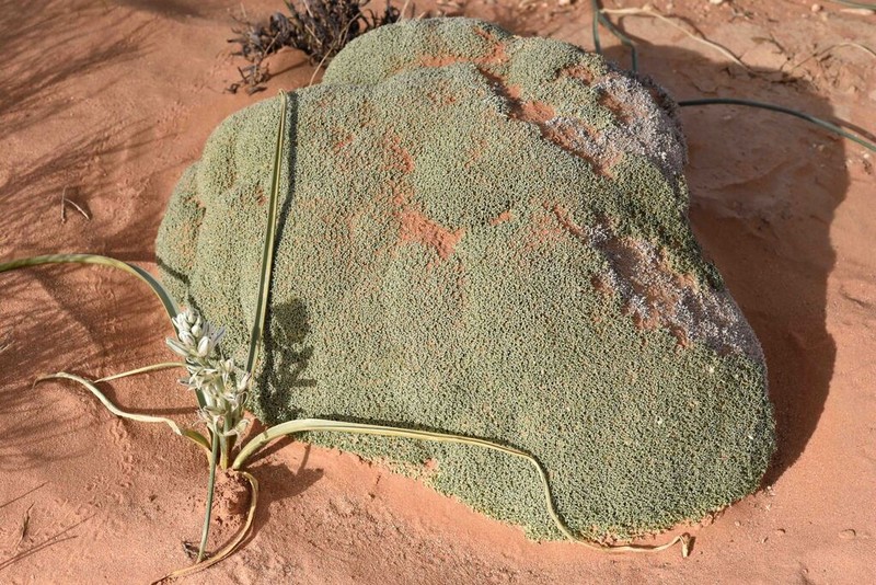 Anabasis aretioides photo 6