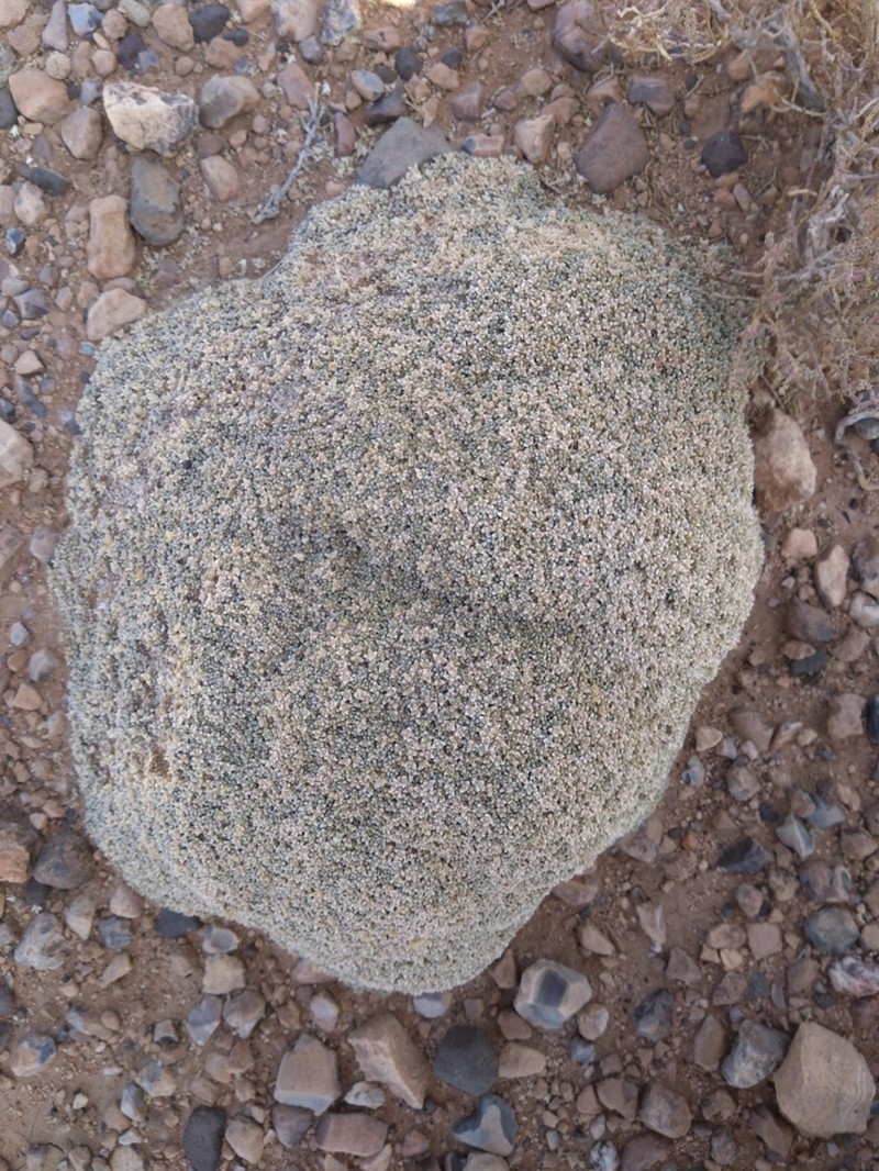 Anabasis aretioides photo 7