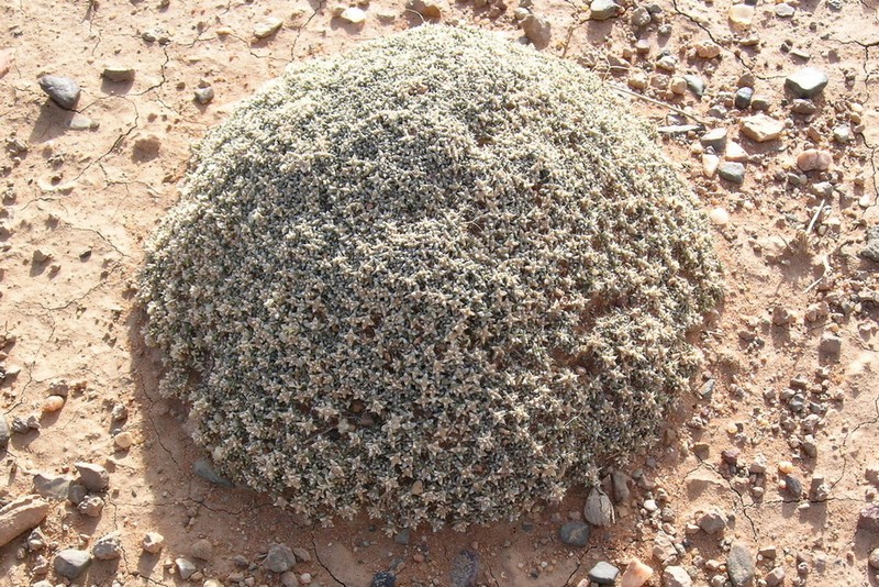 Anabasis aretioides photo 8