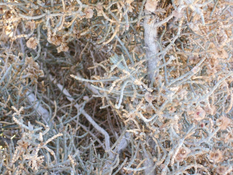 Anabasis articulata photo 2