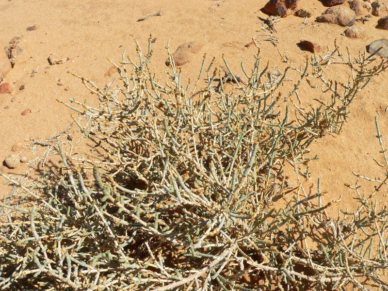 Anabasis articulata photo 3