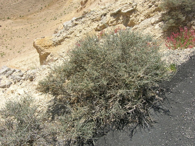 Anabasis articulata photo 6