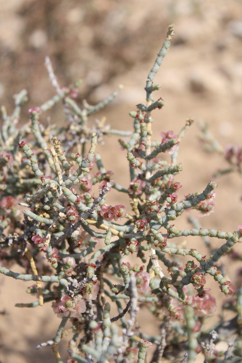 Anabasis articulata photo 7
