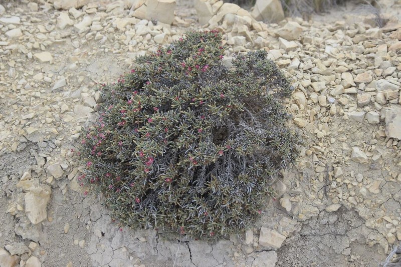 Anabasis articulata photo 8